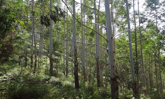 造纸检测仪器-桉树